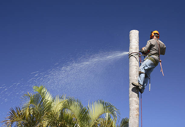 Best Weed Control  in Sea Cliff, NY