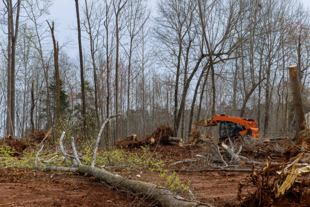 Best Seasonal Cleanup (Spring/Fall)  in Sea Cliff, NY