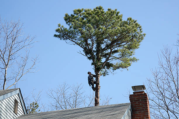 Reliable Sea Cliff, NY Tree Services Solutions