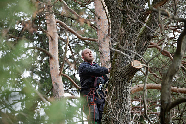 How Our Tree Care Process Works  in  Sea Cliff, NY